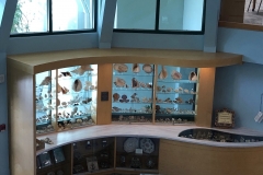 Sanibel Library Shell Display
